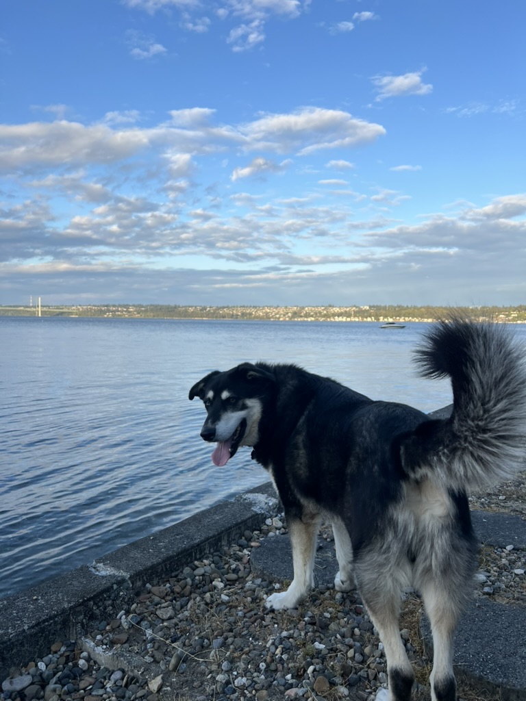 A husky enjoying the Gig Harbor shoreline