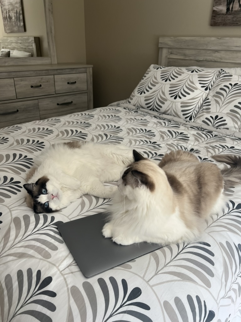 Two relaxed Ragdoll cats on a bed